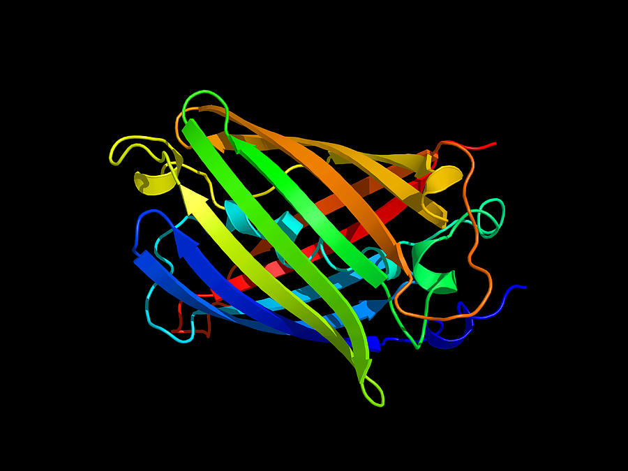 Green fluorescent protein