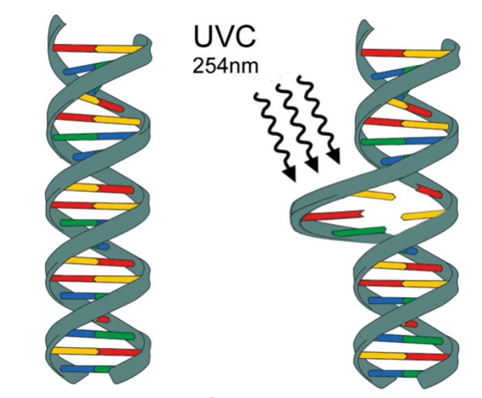 在短波紫外线UVC的照射下DNA结构被破坏