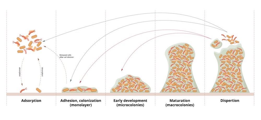生物膜形成的五个阶段