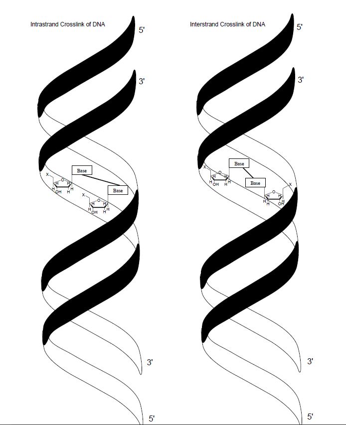 链内和链间DNA交联示意图