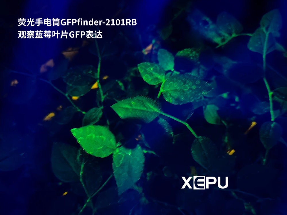 荧光手电筒GFPfinder-2101RB激发蓝莓叶片的GFP绿色荧光